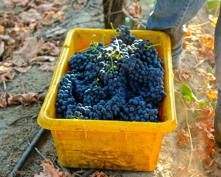 Freshly harvested dark purple winegrapes in a yellow container at Lodi vineyard.