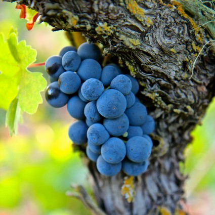 Close-up of a ripe blue winegrape cluster growing on a vine in Lodi, California.