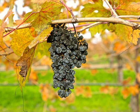 Close-up of a black grape cluster hanging from a vine in an autumn vineyard.