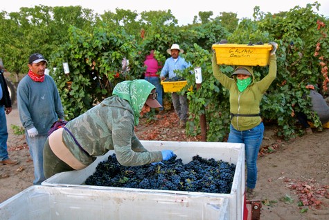 Workers harvesting and sorting grapes in a vineyard for wine production in Lodi, California.
