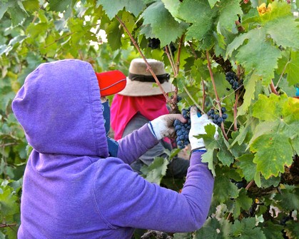 Workers harvesting ripe grapes in a vineyard during the Lodi Winegrape season.