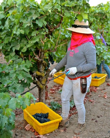 Worker harvesting grapes in a vineyard with a yellow basket for grapes, wearing sun protection and casual clothing.