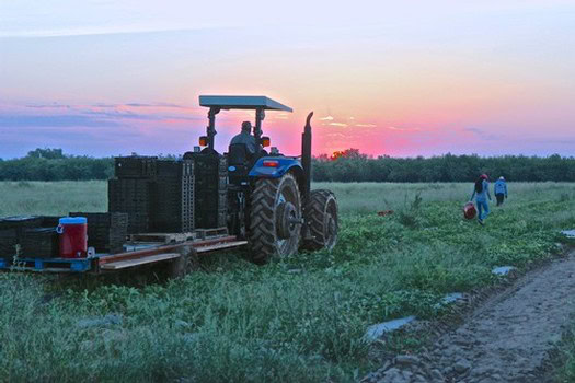 Tractor working in vineyard during sunset with workers harvesting grapes in Lodi, California.