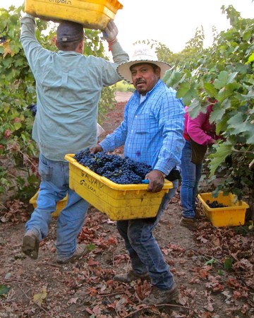 Workers harvesting grapes in a vineyard, with one man holding a basket of freshly picked grapes.