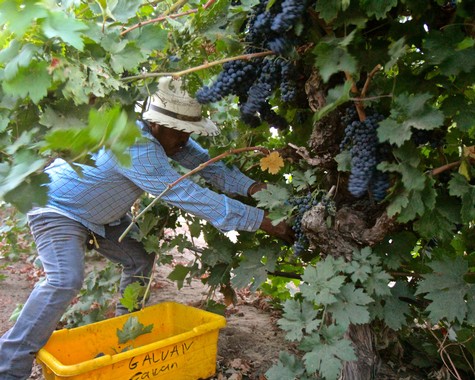 Vineyard worker harvesting ripe grapes in Lodi wine region with a yellow container nearby.