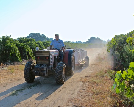 Farmer driving tractor through vineyard in Lodi, California during harvest season.