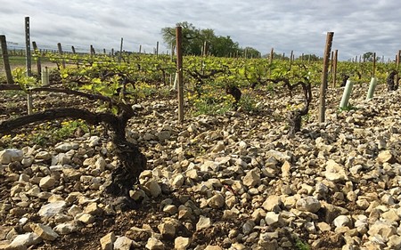 Vineyard with young grapevines supported by stakes in rocky soil, under a cloudy sky in Lodi, California.