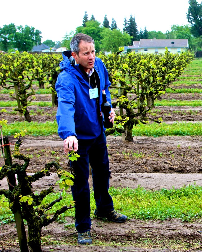 Man in blue jacket inspecting grapevines in a vineyard during a tour.