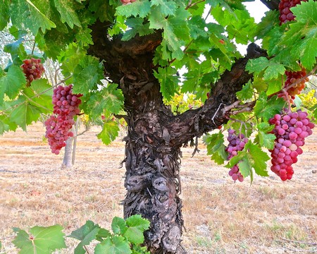 Close-up of a grapevine with ripe red and purple grapes in a Lodi vineyard.
