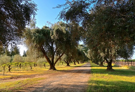 Scenic view of Lodi winegrape vineyard with large trees and a dirt path under a clear blue sky.