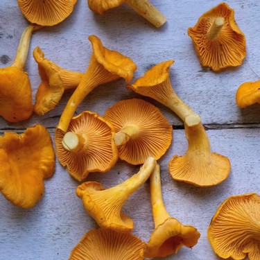 Close-up of fresh golden chanterelle mushrooms on a rustic wooden surface.