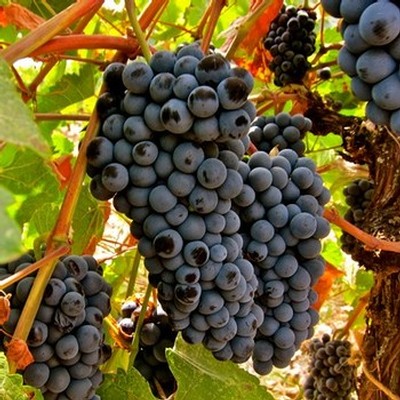 Close-up of ripe dark purple winegrapes on the vine in Lodi, California.