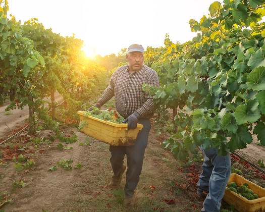 Farmer harvesting grapes in a vineyard at sunset, showcasing Lodi's winegrowing region.