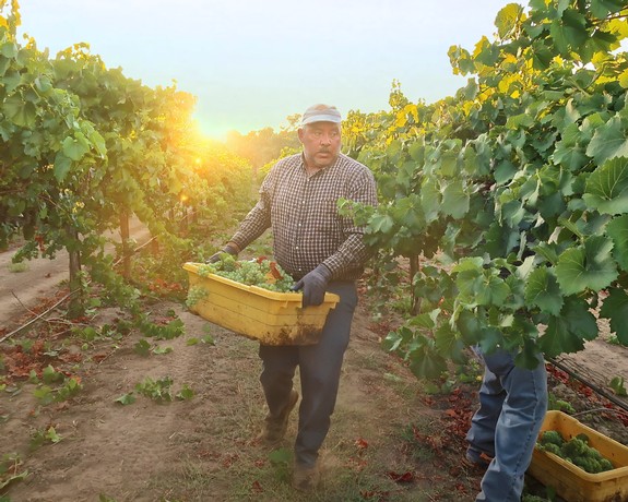 Vineyard worker harvesting grapes in Lodi wine region at sunset, showcasing grapevines and lush vineyard landscape.