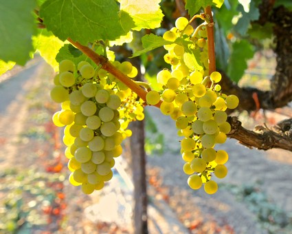 Close-up of a ripe green winegrape cluster hanging from a vine in Lodi, California.