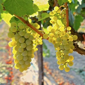 Close-up of ripe white wine grapes hanging on vine in Lodi vineyard during harvest.