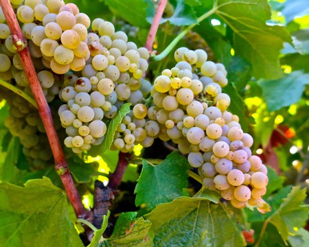 Close-up of ripe white winegrapes on the vine in Lodi, California, ready for harvest.