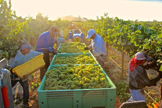 Workers harvest grapes in a Lodi vineyard during sunset, with a tractor and crates filled with freshly picked grapes.