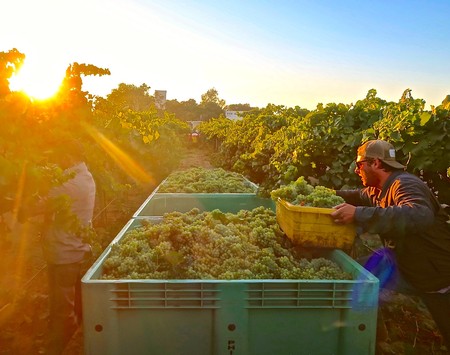 Vineyard workers harvesting grapes in Lodi, California during sunset for wine production.