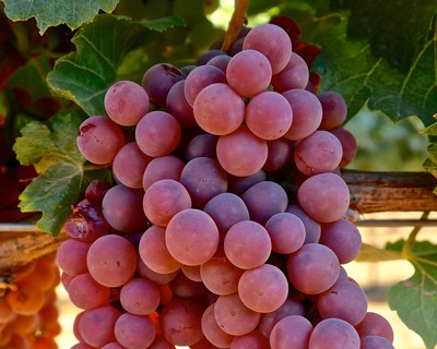 Close-up of ripe purple and pink grapes on the vine, ready for harvest in Lodi, California.