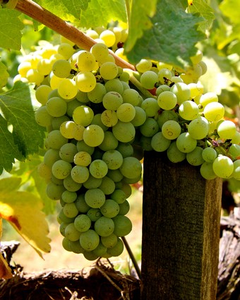 Close-up of a green winegrape cluster on the vine in Lodi, California, ready for harvest.