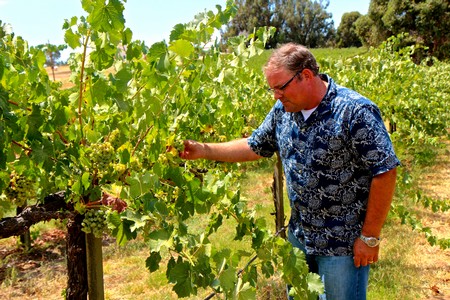 Man inspecting grapevines in a lush vineyard, emphasizing Lodi Winegrape Commission's viticulture efforts.