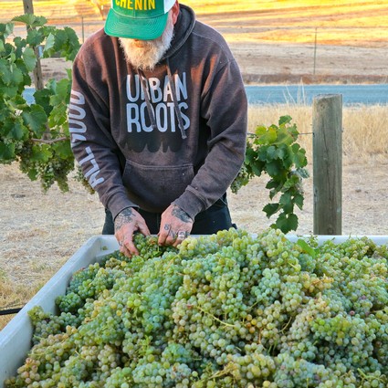 Farmer harvesting green grapes in Lodi vineyard for wine production.