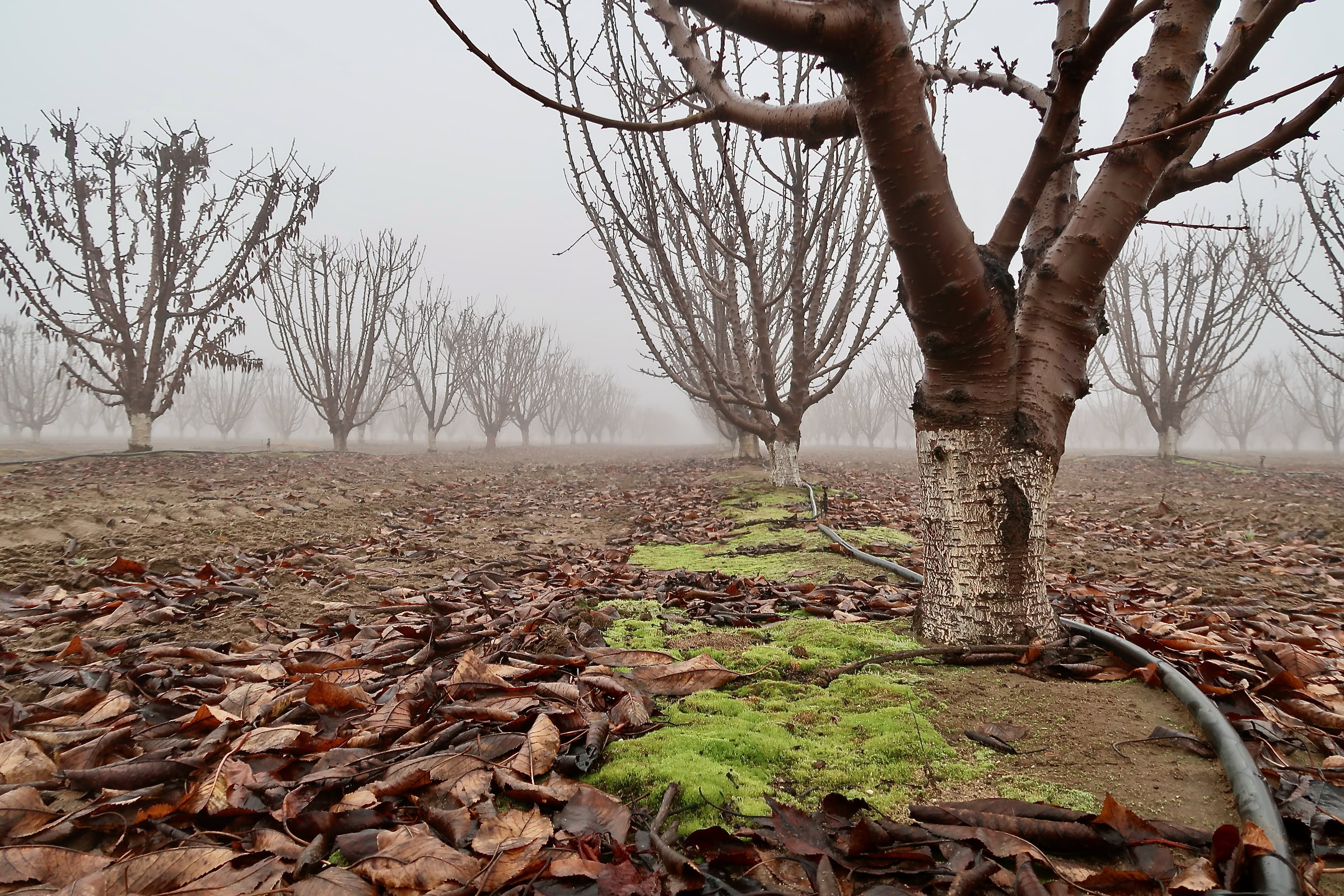 Vineyard with leafless grapevines and moss-covered ground in foggy winter setting.