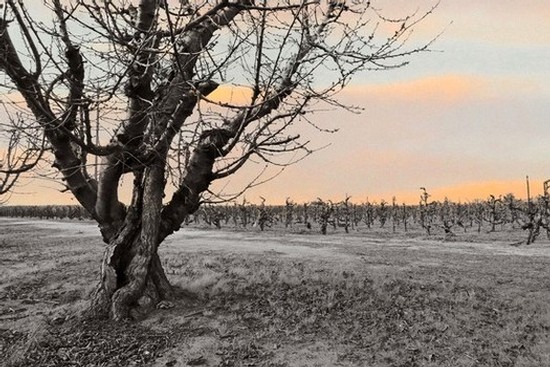 Vineyard in Lodi with a prominent tree and rows of grapevines at sunset, showcasing local winegrowing landscape.
