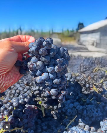 Close-up of a hand holding a bunch of ripe dark grapes in a vineyard during harvest.