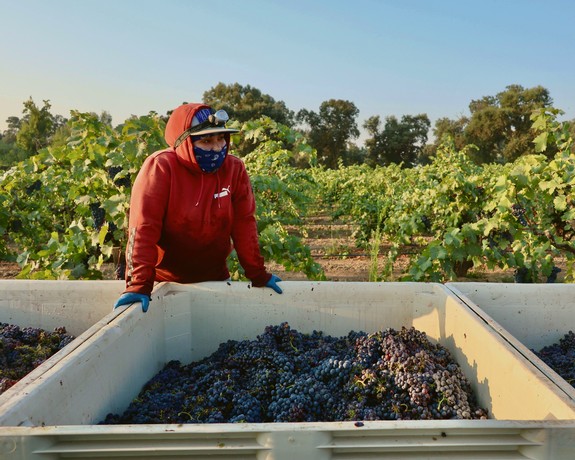 Worker harvesting grapes in a Lodi vineyard during the harvest season.