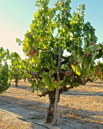 Healthy grapevine in Lodi wine region with lush green leaves and sunlight.