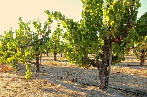 Lodi Winegrape vineyard with lush green vines and ripe grapes in California.