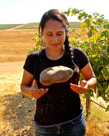Woman inspecting a large rock in a vineyard during a sunny day in Lodi, California.