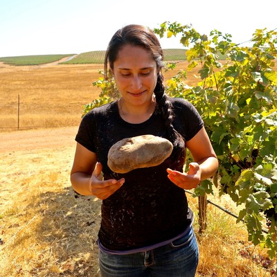 Woman inspecting a large rock in a vineyard during harvest in Lodi, California.