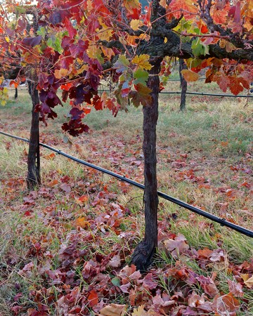 Vineyard with colorful autumn leaves and grapevines in Lodi, California, during harvest season.