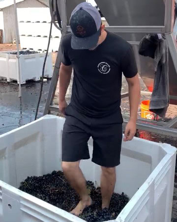Person foot-treading grapes in a large container during wine production in Lodi, California.