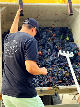Worker harvesting ripe grapes in Lodi vineyard during harvest season for premium wine production.