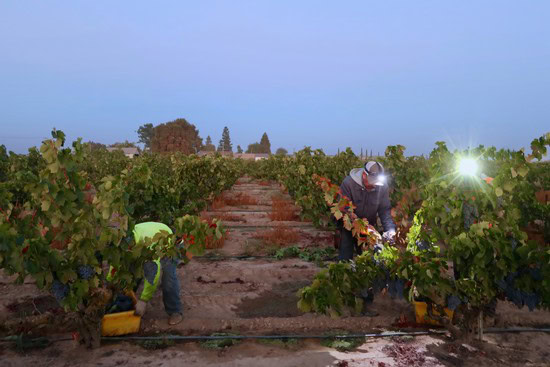 Workers harvesting grapes in a Lodi vineyard during sunset for wine production.