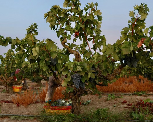 Vineyard with ripe grapes in Lodi, California, showcasing premium wine grape cultivation.