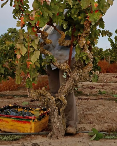 Close-up of a gnarled winegrape vine in a Lodi vineyard with ripe grapes and lush leaves.