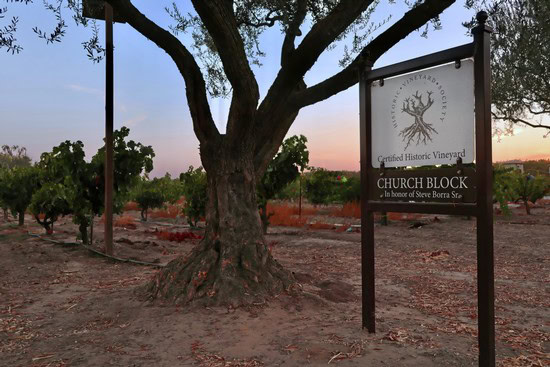 Vineyard with large tree and sign for Church Block vineyard in Lodi, California at sunset.