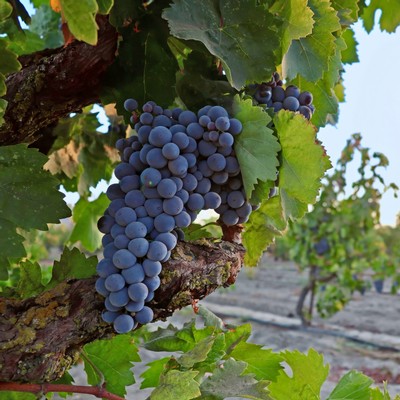 Close-up of ripe dark purple wine grapes on a vine in Lodi, California.