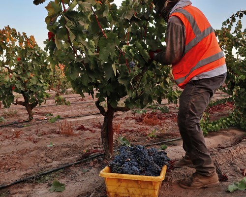 Worker harvesting grapes in a vineyard during the Lodi wine grape season.