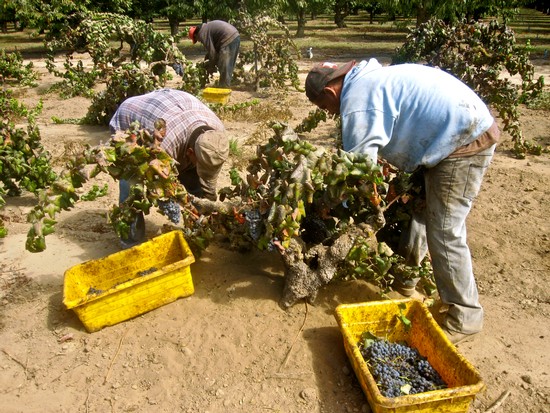 Workers harvest grapes in a vineyard during the Lodi Winegrape Commission season.