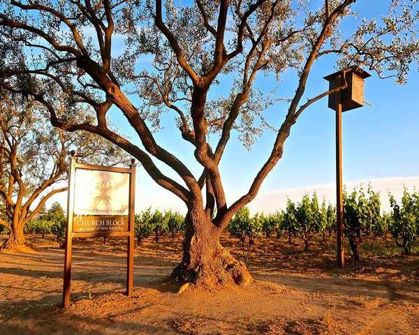 Vineyard in Lodi with mature trees, grapevines, and a birdhouse under a clear blue sky.