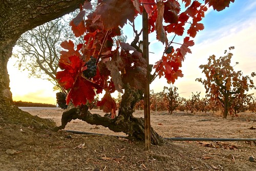 Vineyard with ripe grapes and autumn leaves in Lodi, California, during sunset.