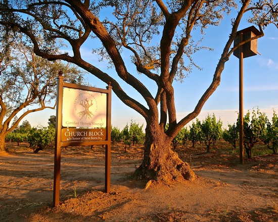 Vineyard with a large tree and a sign for Church Block wine in Lodi, California.
