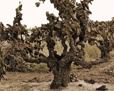 Gnarled grapevine in Lodi wine region with mature grapes and dry soil.