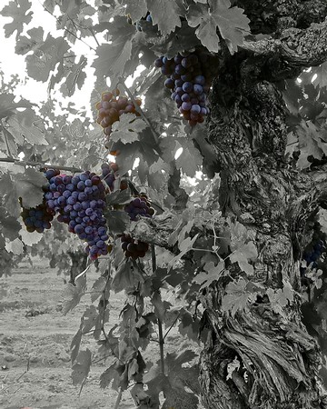 Close-up of ripe purple winegrapes on a gnarled vine in a vineyard, with leaves and soil in the background.